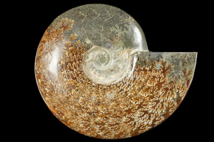 Polished, Agatized Ammonite (Cleoniceras) - Madagascar #133255